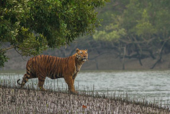 Sundarbans-trip-with calcutta-capsule-2
