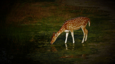 the-thirsty-bambi